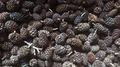 Erlenzapfen ~500Stk.(=200g), Schwarzerle, Alnus glutinosa, black alder cones von catappa-leaves von catappa-leaves