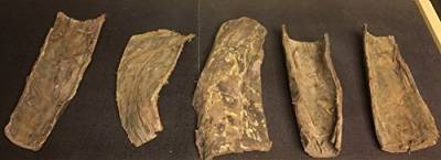 Schwere Rindenstücke der Wunderwaffe Seemandelbaum für Kenner (mindestens 200gr = 2-3 Stücke) Deko Aquarium, Wasseraufbereiter, Catappa Bark von catappa-leaves