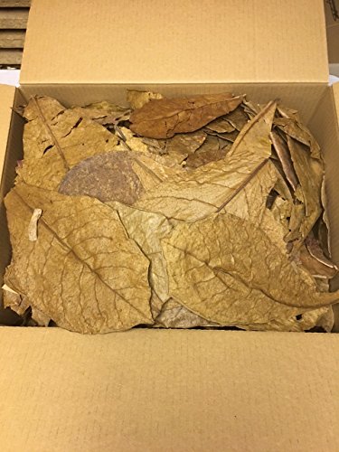 catappa-leaves Seemandelbaumblätter 0,5kg B-Ware unsortiert - Blitzversand im Paket von catappa-leaves