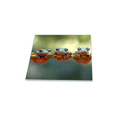 Herdabdeckplatte Ceranfeld 1 teilig 60x52 Frosch Grün Kochplatten Glas Induktion von decorwelt