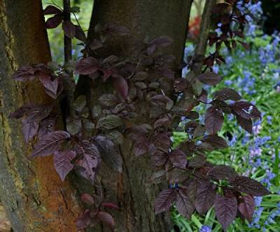 Blutpflaume Prunus cerasifera Nigra Containerware 60-100 cm von floranza.de