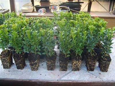 Sonderangebot 20 Buchsbaum sempervirens = zwei 10erTrays Buxus 6-15 cm Hecken Buchs 10 Pflanzen x von gartenbau-service