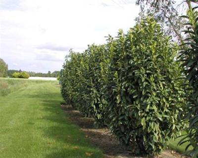 60 Säulen-Kirschlorbeer Genolia Prunus laurocerasus 15-35 cm T9x9 von gartenbau-service