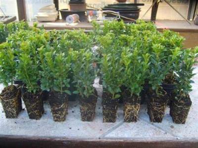 Buxus, Buchsbaum100 Pflanzen im 10er Tray von gartenbau-service