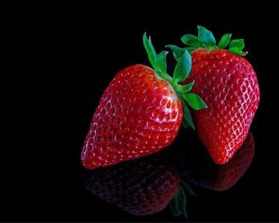 Erdbeerpflanzen 10 Fragaria Korona Pflanzen im 10er Tray Erdbeeren von gartenbau-service