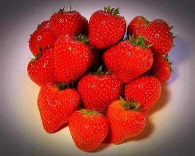 10 Erdbeerpflanzen Fragaria Ostara® im 10er Tray von gartenbau-service