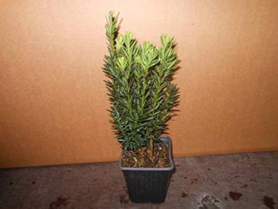 25 Becher-Eibe Taxus media Hillii 15-35 cm männliche Eibe Pflanzware von gartenbau-service