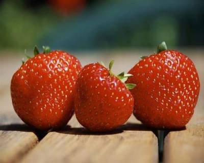 gartenbau-service Erdbeerpflanzen 10 Fragaria Senga Sengana 10er Tray Erdbeeren von gartenbau-service