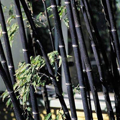 yanbirdfx Blumen Samen für Garten und Balkon-100 Stück Schwarz Lila Grün Phyllostachys Pubescens Moso-Bambus-Samen Gartenpflanzen - 100 Stück Schwarze Bambus-Samen von yanbirdfx