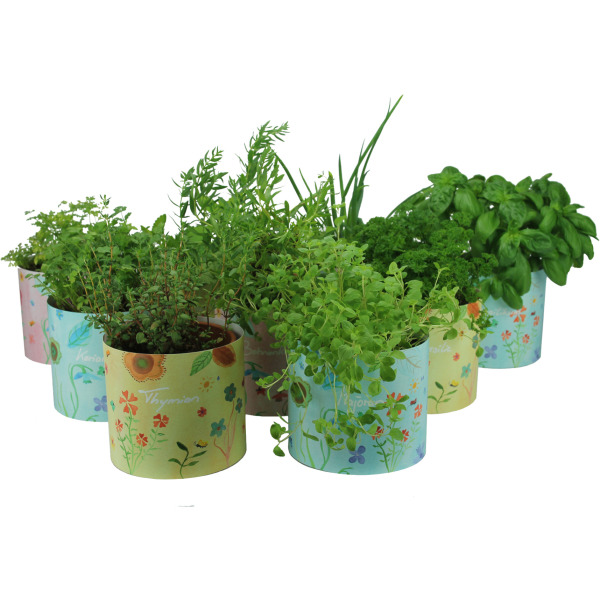 Kräuterglück Blumenwiese, 9 Bio-Kräuter im Set Kräuterset Kräuterglück Blumenwiese, 9 Bio-Kräuter im Set Kräuterset von Mandelu