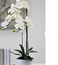 XXL ORCHIDEE “ WEISS/GRÜN ° DEKOBLUME° 3 RISPEN Ø 20 cm ° KUNSTBLUME ° H 70 cm von ArticoloGrande