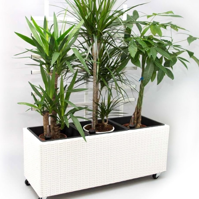 Pflanztrog Polyrattan mit Rankgitter 106x38x130cm weiß Pflanztrog Polyrattan mit Rankgitter 106x38x130cm weiß von Eleganteinrichten