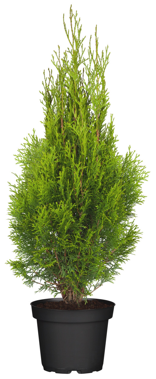 Lebensbaum Thuja occ. Smaragd H 100-120 cm 5 L Container von (Kein Hersteller)