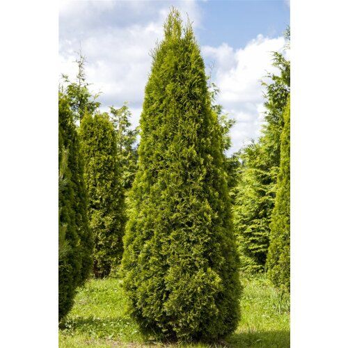 Lebensbaum Thuja occ. Smaragd H 160-180 cm 12 L Container von (Kein Hersteller)