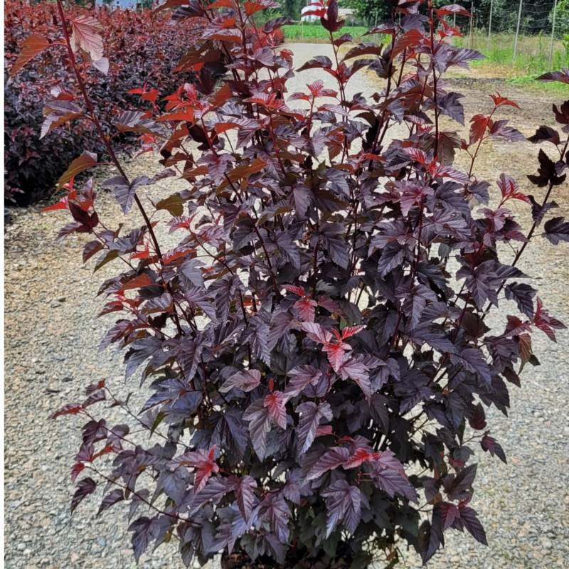 Blasenspiere Lady in Red Höhe ca. 80-100cm Topf ca. 10 l Physocarpus opulifolius von -