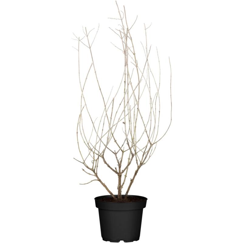 Blauraute Blue Spire Blau Topf-Ø ca. 19 cm Perovskia von -