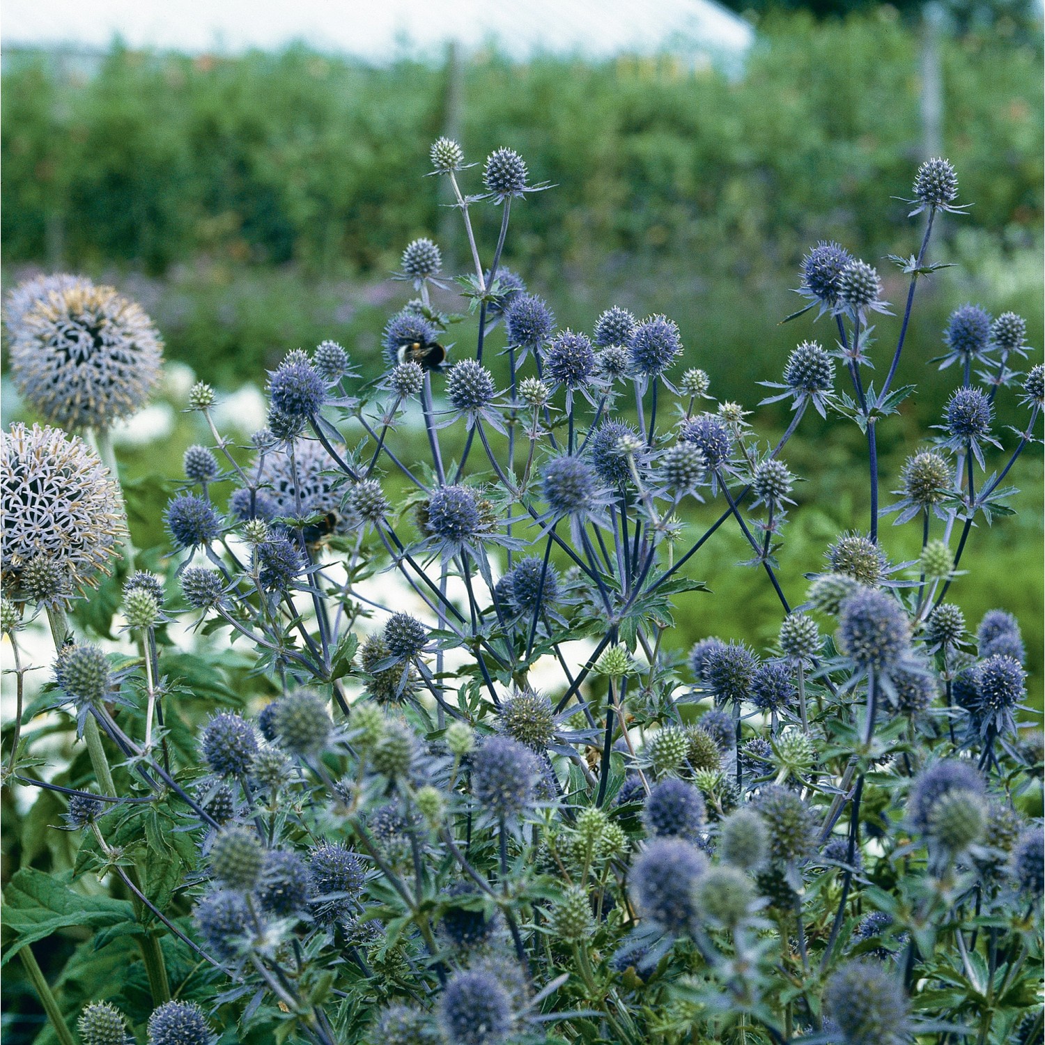 Flachblatt-Mannstreu Blau Topf-Ø ca. 9 cm x 9 cm Eryngium von -