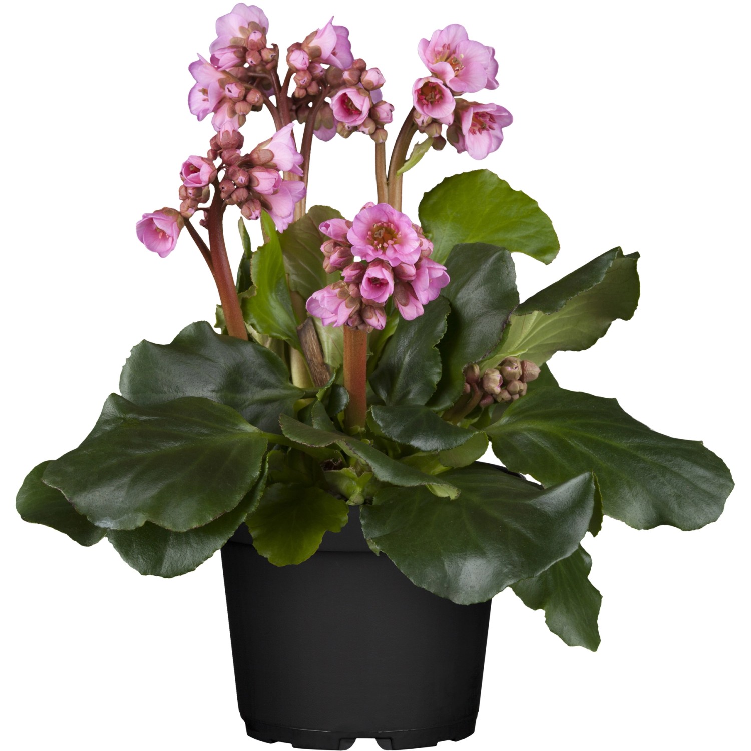 Garten-Bergenie Rotblum Rot Topf-Ø ca. 9 cm x 9 cm Bergenia von -