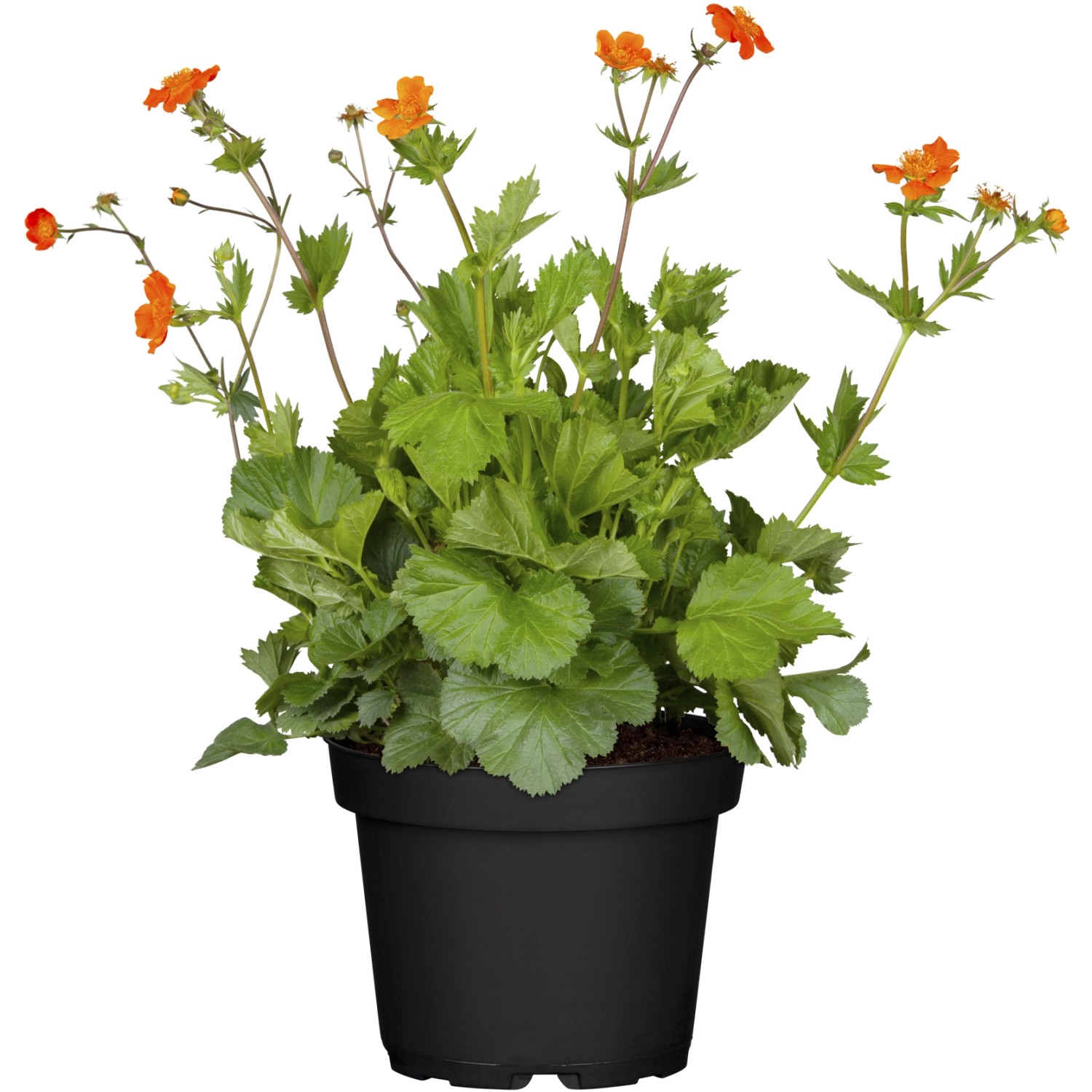 Garten-Nelkenwurz Borisii Orange Topf-Ø ca. 9 cm x 9 cm Geum von -