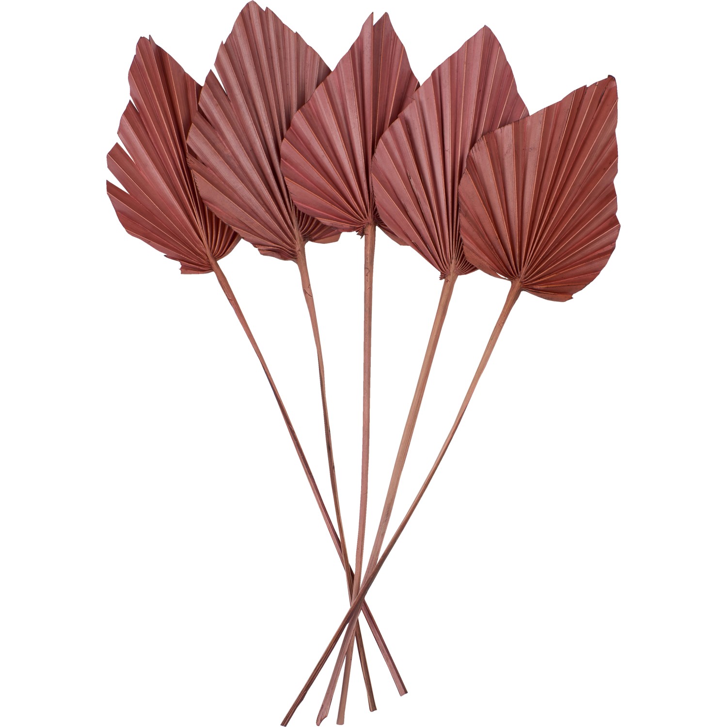 Getrocknetes Palmenblatt Ancient Secrets 5-tlg. 12-13 cm x 45-50 cm Terrakotta von -