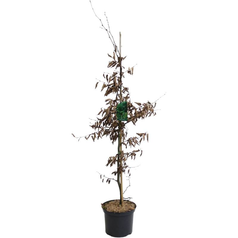 Hainbuche Grün Höhe ca. 100 - 125 cm Topf ca. 5 l Carpinus betulus von -