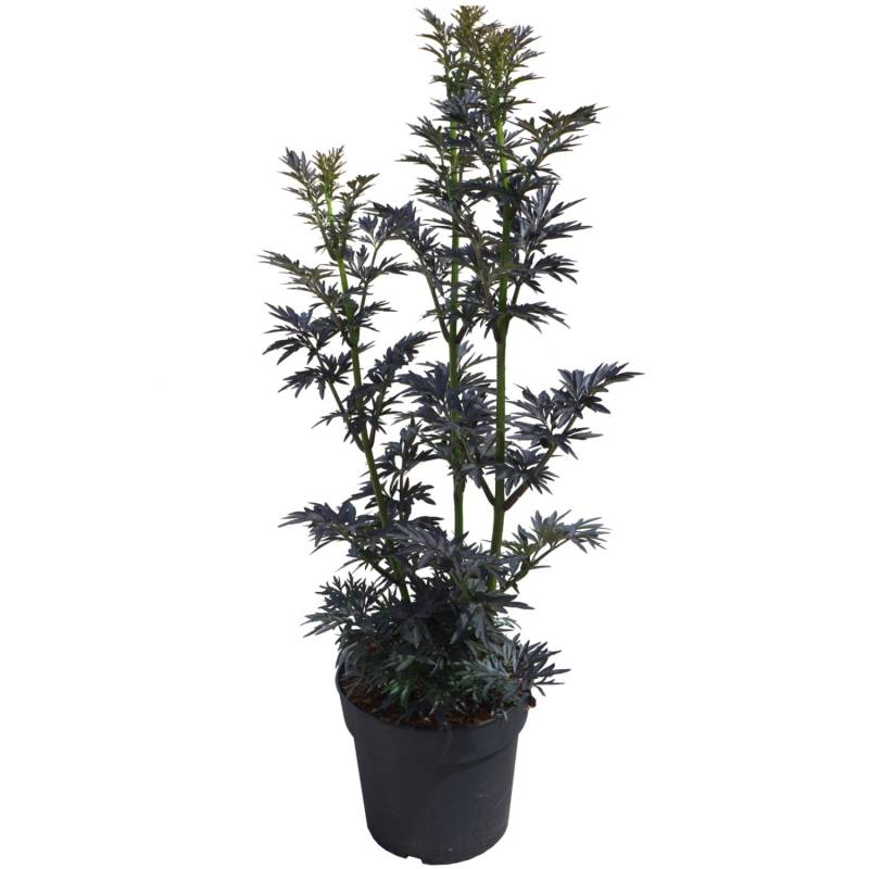 Holunder Laced Up Höhe ca. 50-60 cm Topf ca. 6 l Sambucus nigra von -