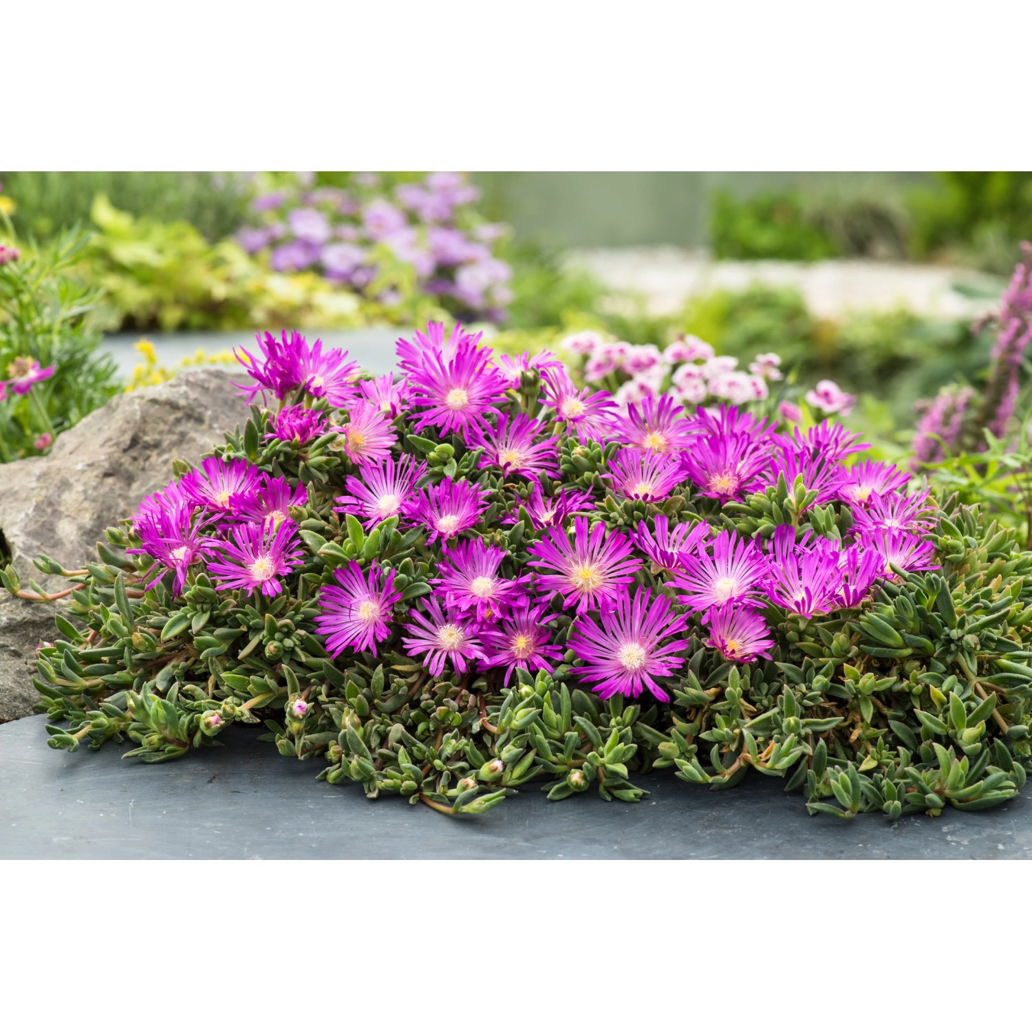 Mittagsblume Coopers Violett Topf-Ø ca. 9 cm x 9 cm Delosperma von -