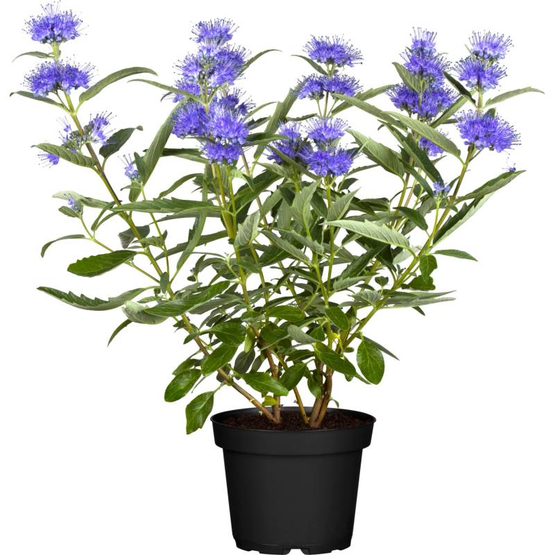 OBI Bartblume Blau Container ca. 3 l von GROW by OBI