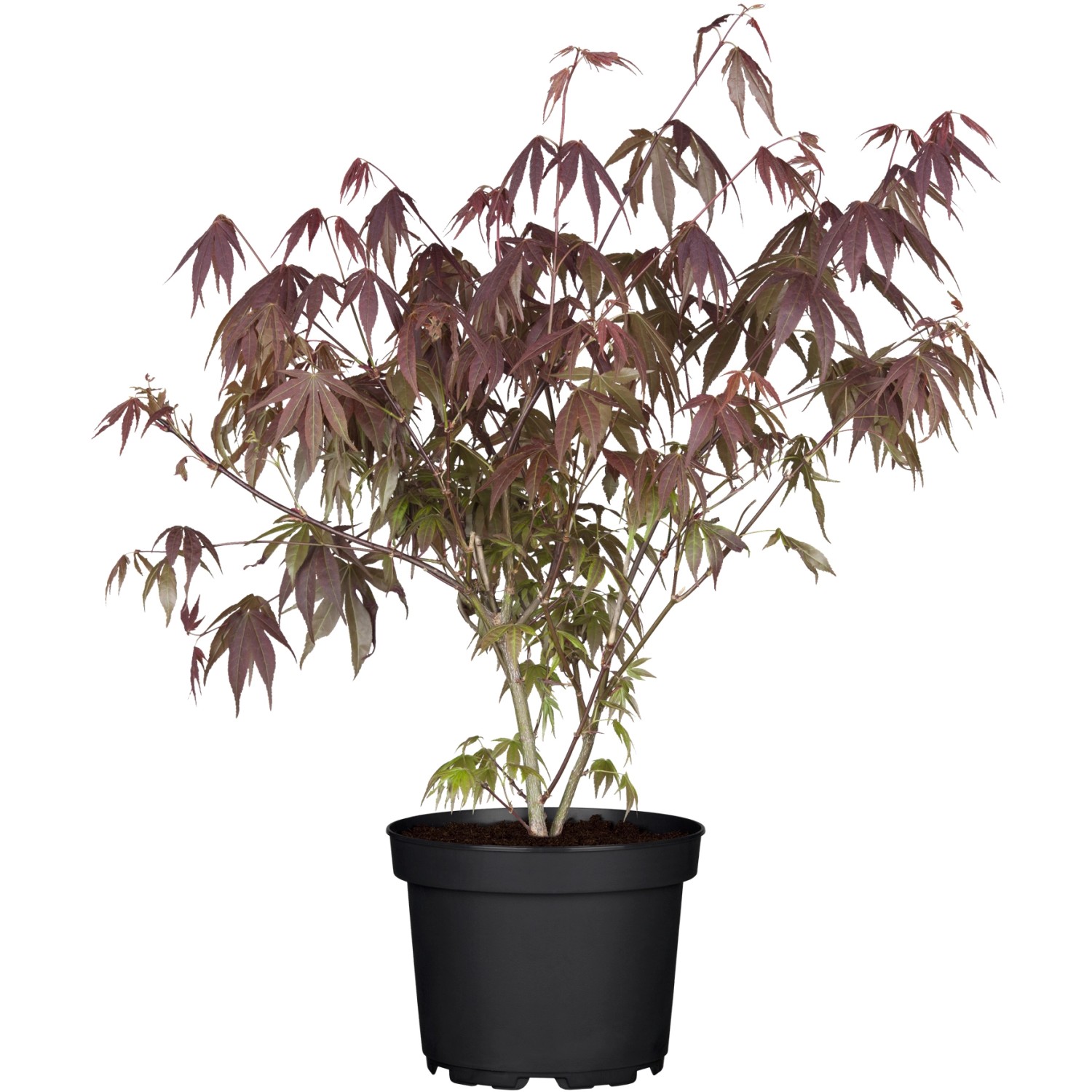 OBI Fächerahorn Atropurpureum Rot Container ca. 3 l von -