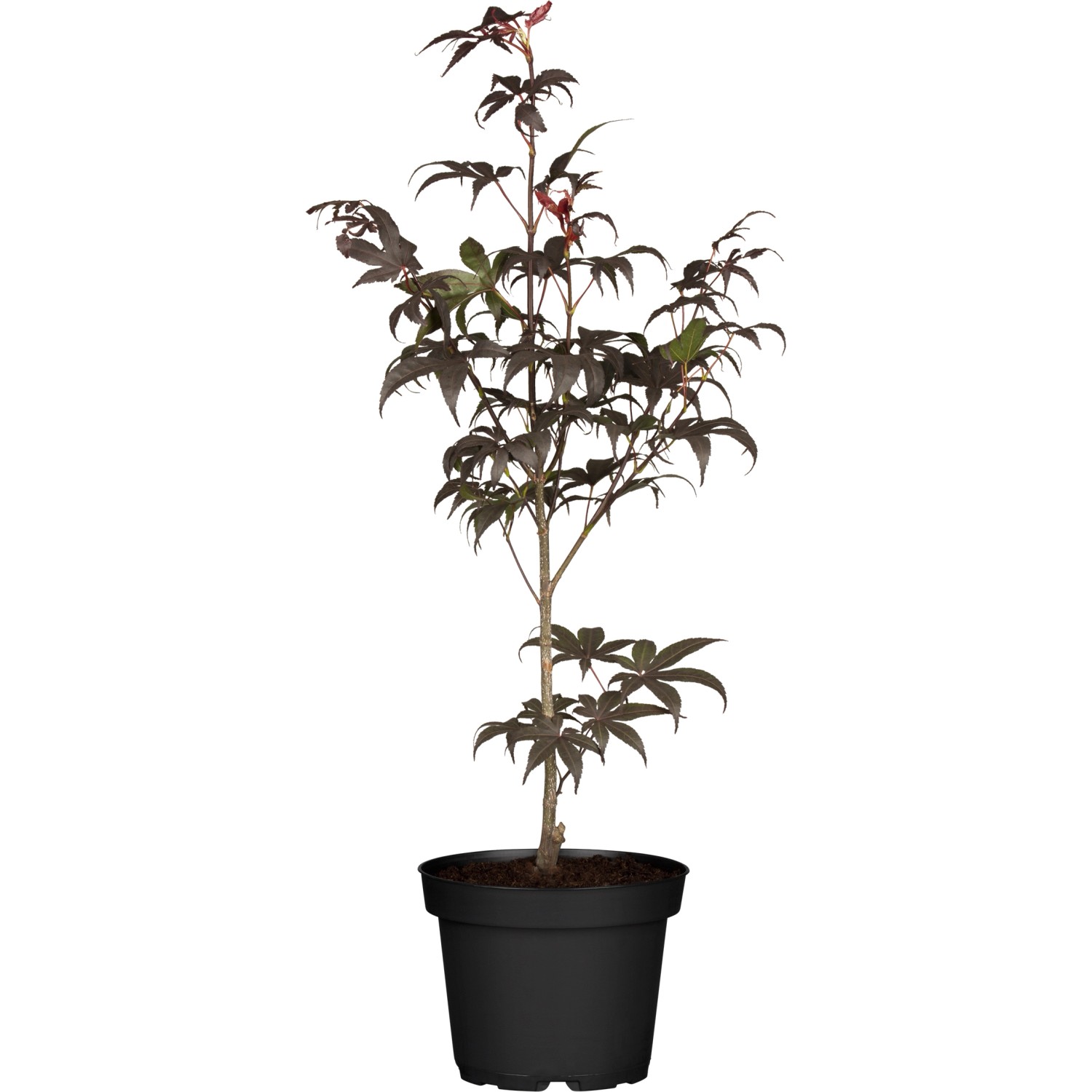 OBI Fächerahorn Shaina Höhe ca. 40 - 50 cm Topf ca. 3 l Acer von -