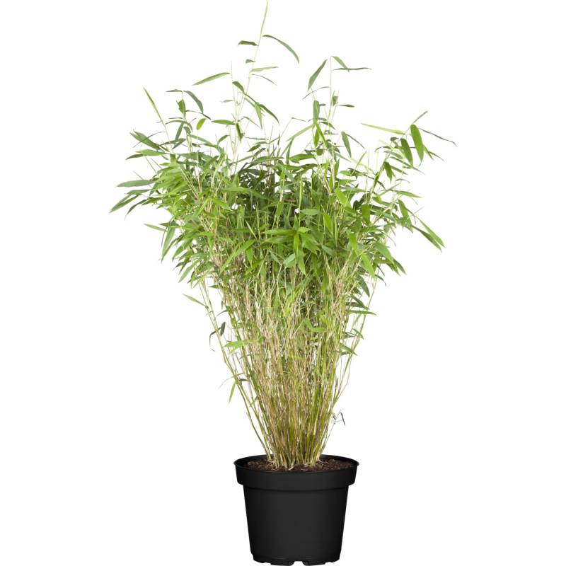 OBI Gartenbambus Höhe 60 - 80 cm Topf ca. 5 l Fargesia murielae von -