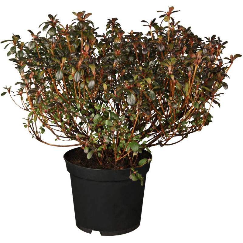 OBI Japanische Azalee Canzonetta Rot Höhe ca. 5 - 10 cm Topf ca. 2 l Azalea von -