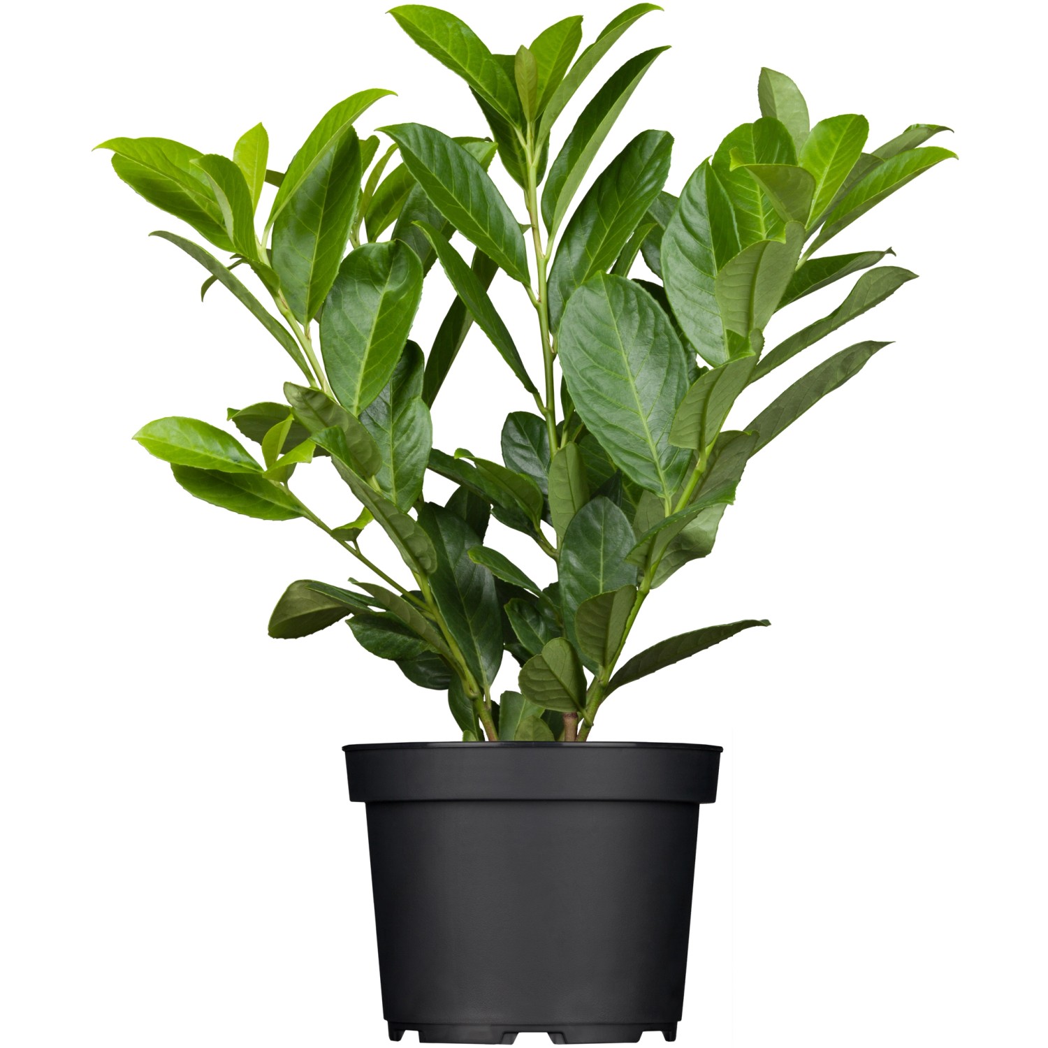 OBI Kirschlorbeer Novita Höhe ca. 50 - 60 cm Topf ca. 5 l Prunus von -