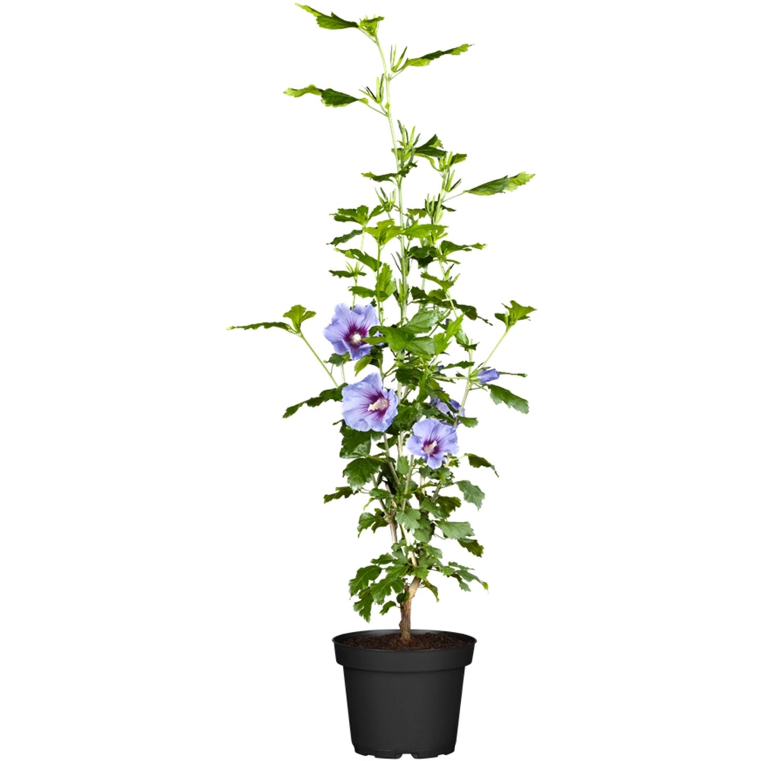 OBI Roseneibisch Blau Höhe ca. 30 - 40 cm Topf ca. 3 l Hibiscus von -