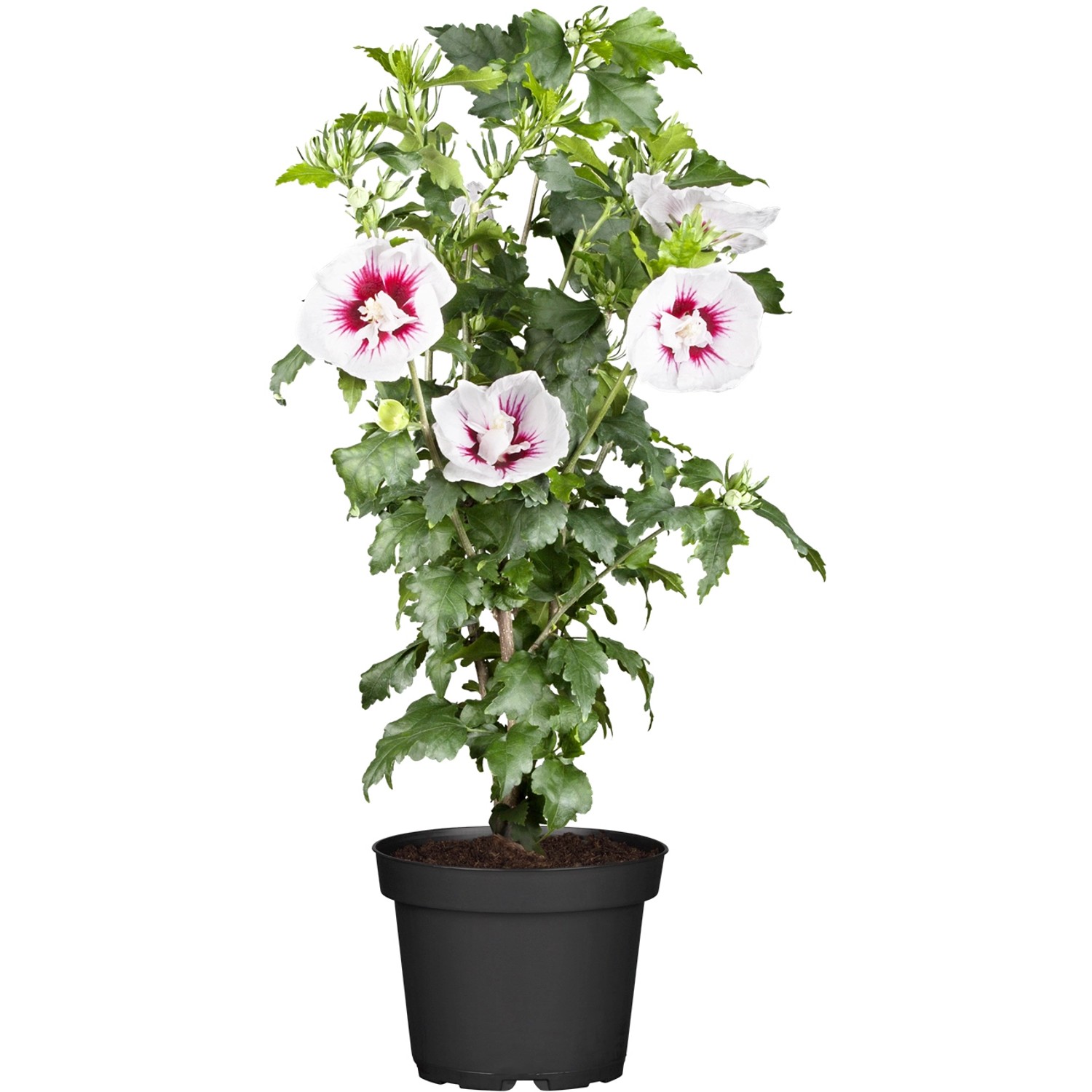 OBI Roseneibisch Rosa Höhe ca. 30 - 40 cm Topf ca. 3 l Hibiscus von -