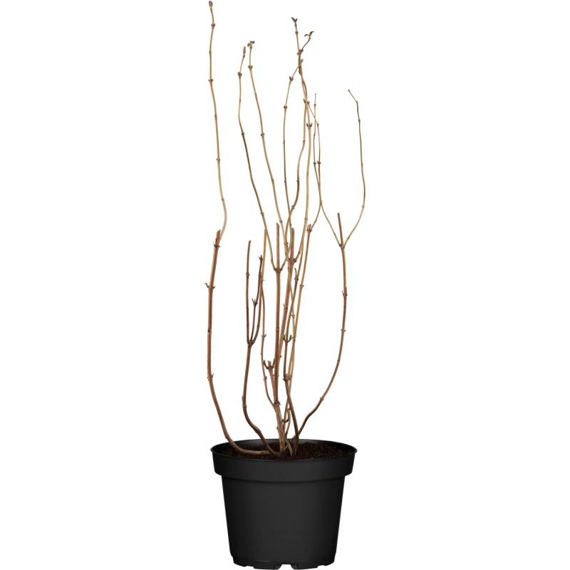 OBI Sternchenstrauch Strawberry Fields Rosa Höhe ca. 80-100 cm Topf ca. 9,5 l von -