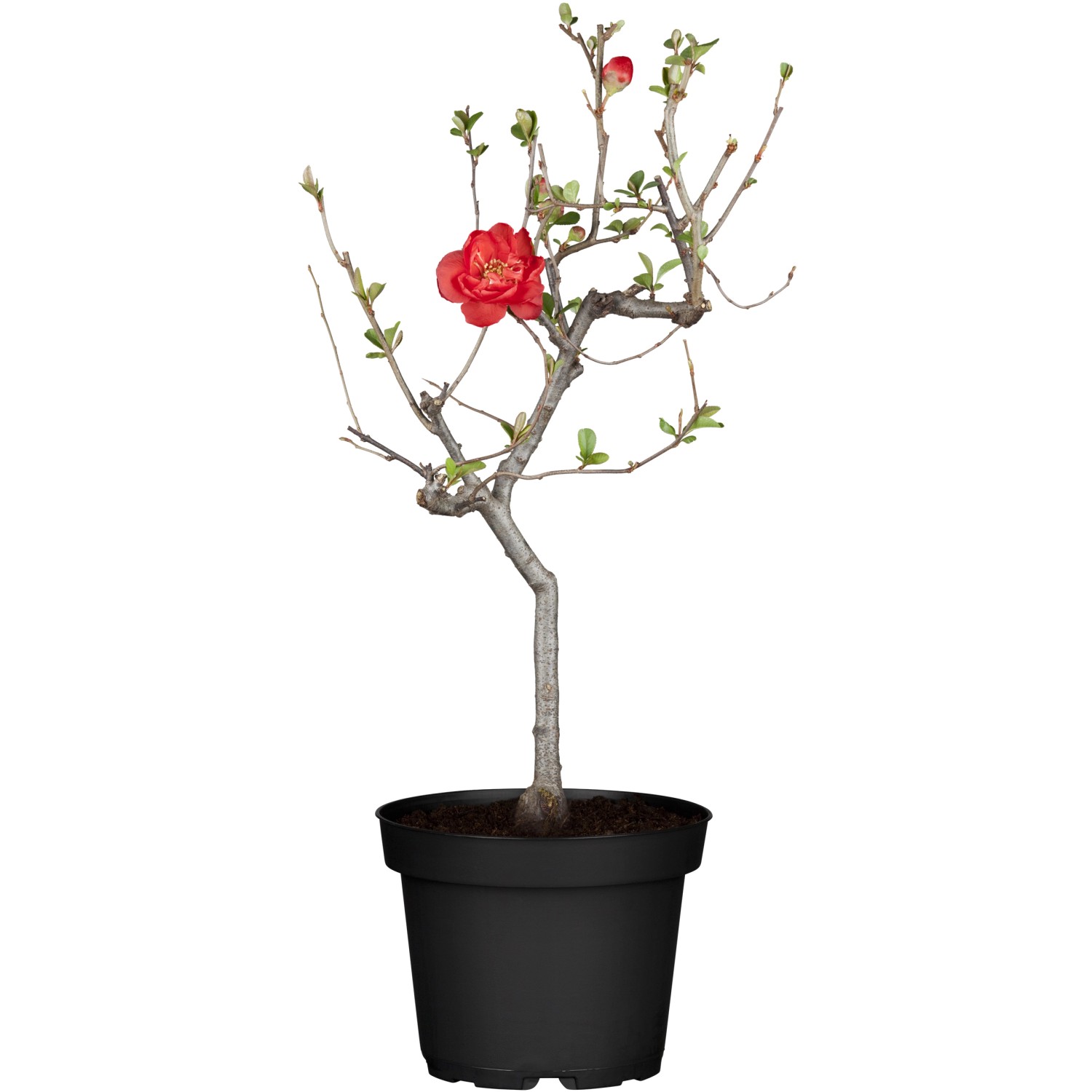 OBI Zierquitte Höhe ca. 40 - 50 cm Topf ca. 3,5 l Chaenomeles von -