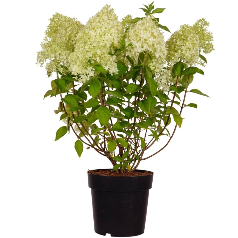 Rispenhortensie Limelight Höhe ca. 50-60 cm Topf ca. 6 l Hydrangea paniculata von -