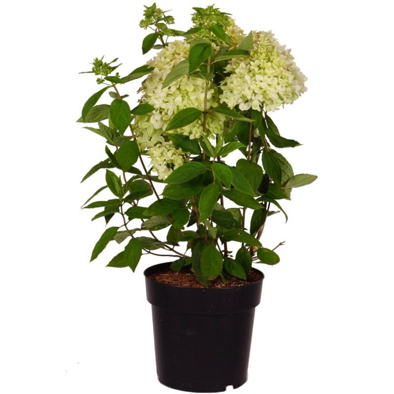 Rispenhortensie Magical Andes Höhe ca. 50-60cm Topf ca. 6 l Hydrangea paniculata von -