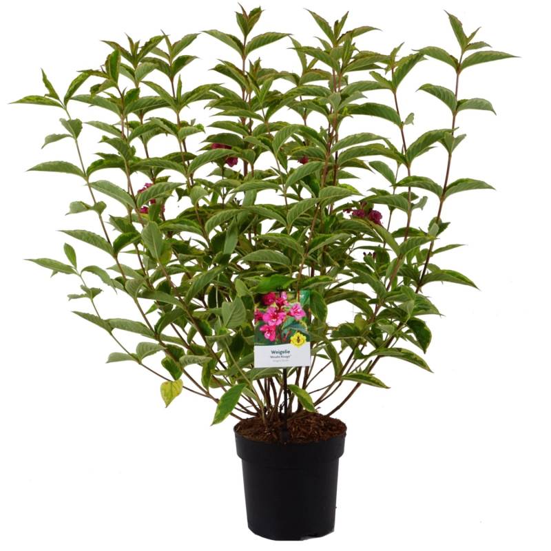 Weigelie Moulin Rouge Höhe ca. 50-60 cm Topf ca. 6 l Weigela florida von -