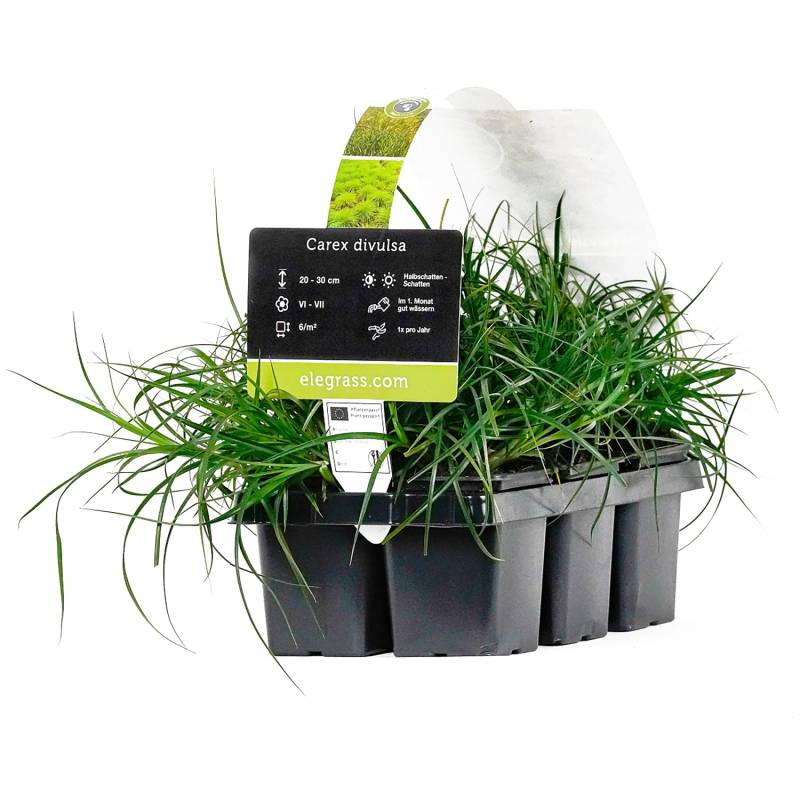 Westfälische Segge Höhe ca. 20 - 30 cm Topf-Ø ca. 9 cm Carex divulsa von -