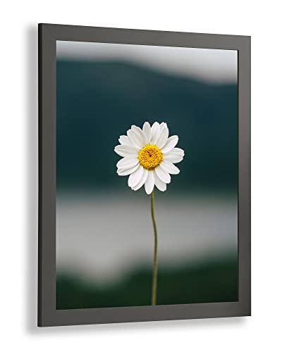 Paola Deluxe Bilderrahmen Posterrahmen 40x40 cm Graphit mit weißem Hintergrund und Antireflex Kunstglas von 1a Bilderrahmen