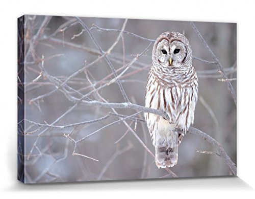 1art1 Eulen Poster Streifenkauz Auf Einem AST Bilder Leinwand-Bild Auf Keilrahmen | XXL-Wandbild Poster Kunstdruck Als Leinwandbild 30x20 cm 1art1 Eulen Poster Streifenkauz Auf Einem AST Bilder Leinwand-Bild Auf Keilrahmen | XXL-Wandbild Poster Kunstdruck Als Leinwandbild 30x20 cm von 1art1