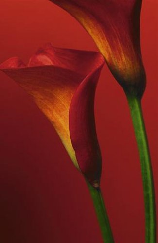 1art1 40508 Blumen - Rote Calla Lilien 4-teilig, Fototapete Poster-Tapete (254 x 183 cm) von 1art1