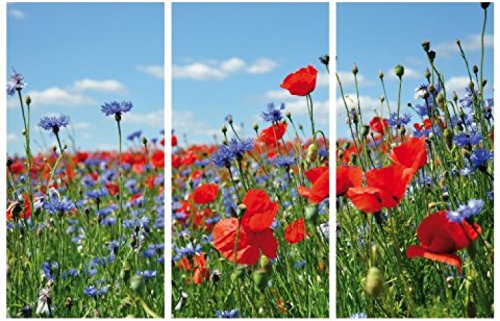 1art1 Blumen Poster Wildblumen-Wiese Mit Mohn- Und Kornblumen, 3-Teilig Bilder Leinwand-Bild Auf Keilrahmen | XXL-Wandbild Poster Kunstdruck Als Leinwandbild 180x120 cm von 1art1