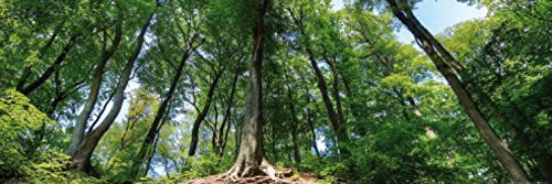 1art1 Wälder Tür-Poster Zauberhafter Bergwald Plakat | Bild 158x53 cm von 1art1