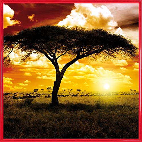 1art1 Afrika Poster Kunstdruck Bild und Kunststoff-Rahmen - Sonnenuntergang In Der Savanne, Akazienbaum (40 x 40cm) von 1art1