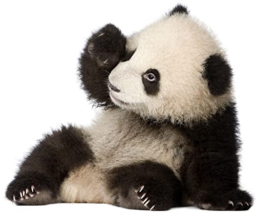 1art1 Bären Panda-Baby Wand-Tattoo | Deko Wandaufkleber für Wohnzimmer Kinderzimmer Küche Bad Flur | Wandsticker für Tür Wand Möbel/Schrank 72x60 cm von 1art1