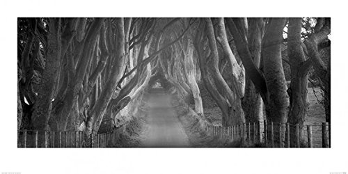 1art1 Bäume Poster Beech Tree Lane, Dennis Frates Kunstdruck Bild 100x50 cm von 1art1