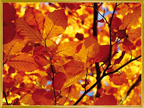 1art1 Bäume Poster Kunstdruck Bild und Kunststoff-Rahmen - Goldenes Herbstlaub (80 x 60cm) von 1art1